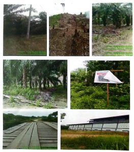 Ironi Rawa Aopa: Sawit Korporasi Tumbuh Subur, Sawah Rakyat Berujung Ancaman Pidana