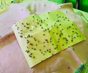 Nestapa Warga Lalowaru Diserbu Lalat, Diduga Akibat Borok Limbah Kandang Ayam